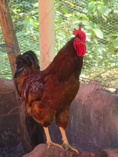 Galo reprodutor Rhode island red ( ótima genetica )