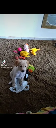 Filhote Golden Retriever