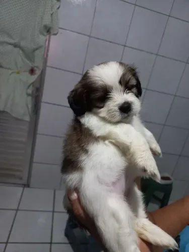 filhotes de shihtzu