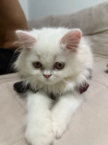 Vendo gata persa fêmea 5 meses 