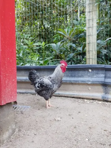 Galo raça Carijó à venda.