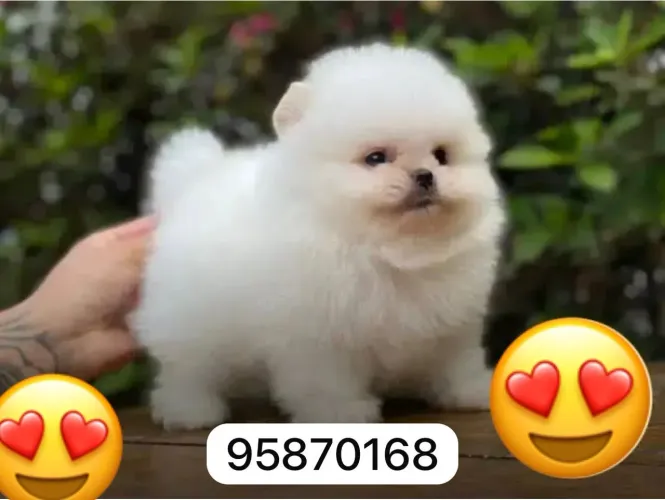 Lindas fêmeas de Lulu da pomerania 