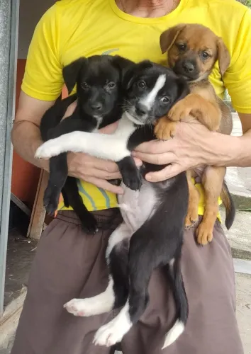 Doação ...filhotes de cachorros