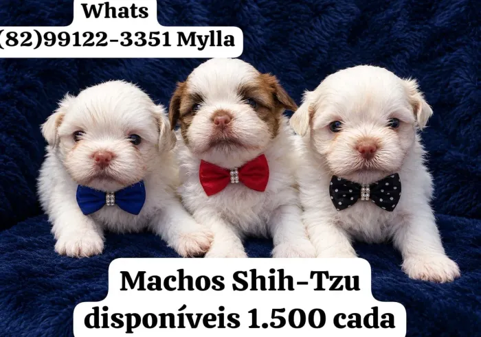 Lindo filho de shih-tzu