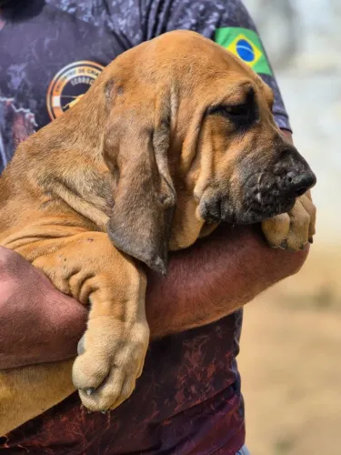 FILHOTE DE FILA BRASILEIRO FÊMEA DISPONÍVEL
