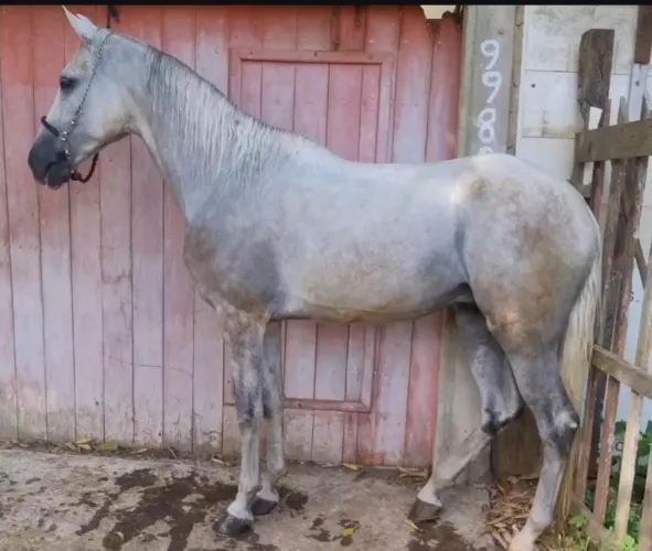 cavalo mangalarga marchador