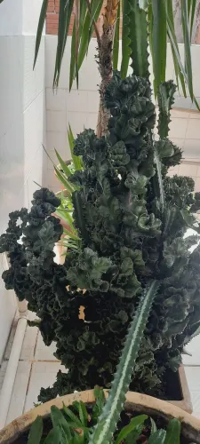 Cacto