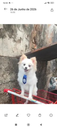Vendo lulu
