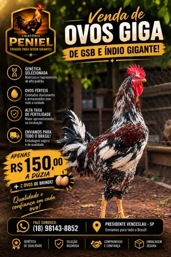 Ovos férteis de GSB (galinha sertaneja balão)