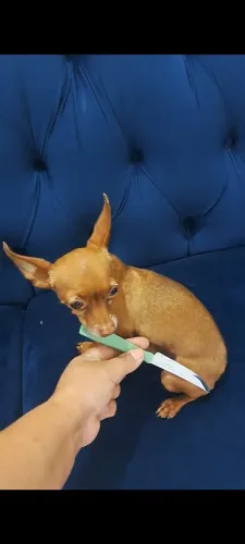 Pinscher Macho Adulto micríssimo