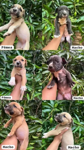 PIT BULL 