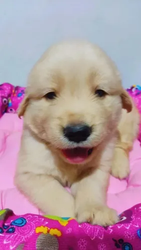 Lindos Filhotes de Golden / Venha nos visitar e escolher o seu Filhote !