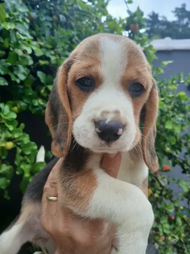 Lindo Beagle - Ideal para Família
