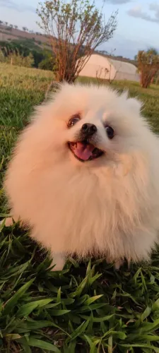 Spitz Alemão Ursinho Adulto Macho 3 anos