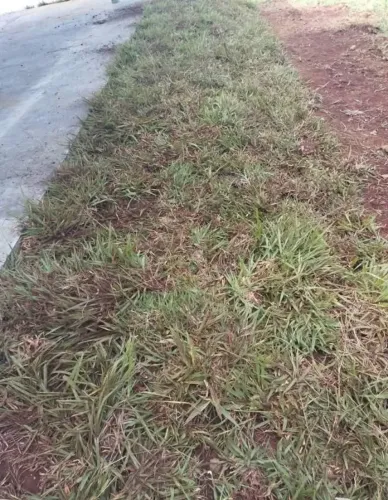 Grama Esmeralda e Batatais Para Paisagismo Residencial e Comercial 