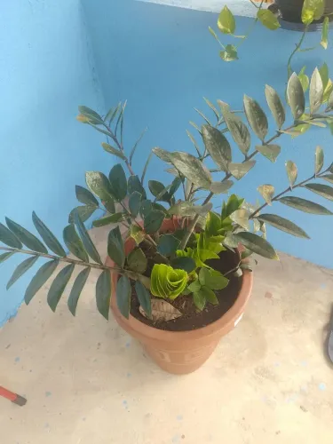 Plantas diversas