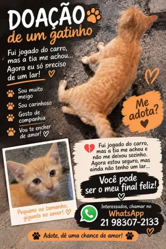 Doação de gato 