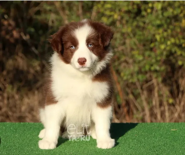 Filhotes de cachorro Border Collie de alto padrão 