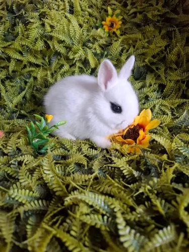 Femea de netherland dwarf