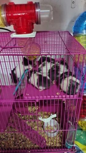 Doação hamster 