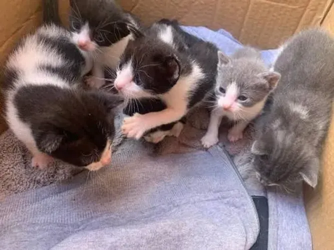 filhotes de gatos para adoção responsável