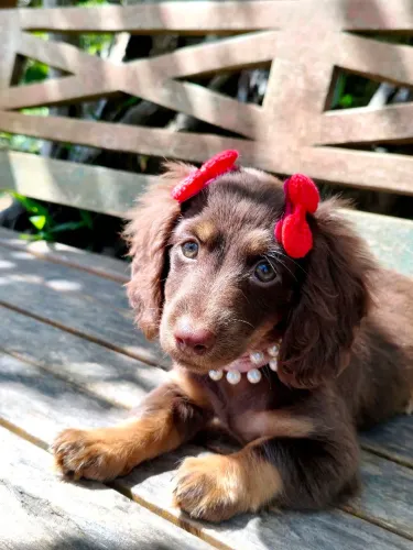 Fêmea Dachshund basset Pelo longo chocolate