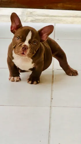 Filhotes de American Bully