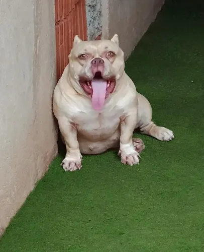 Vendo American Bully filhote 