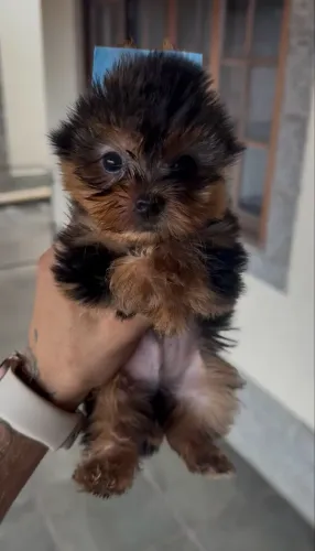 Seu bebezinho yorkshire terrier