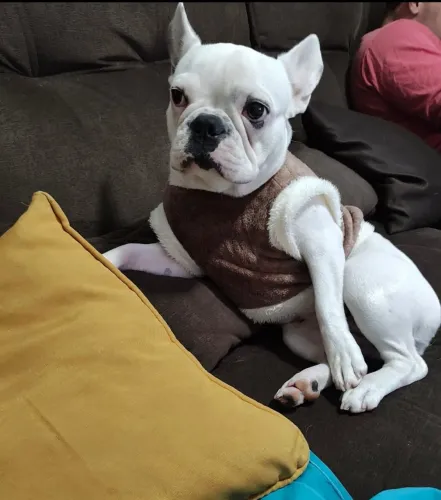 Filhote de Buldog francês 