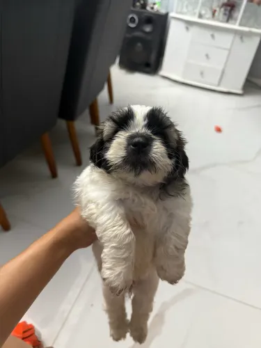 Filhote de shih tzu