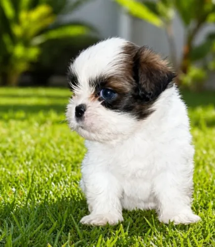 Filhote Lhasa Apso Machos 