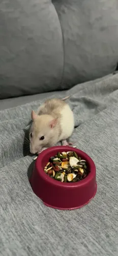 Rato Twister Filhote | Rato de Estimação