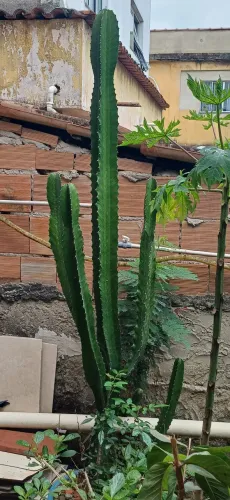 Muda grande cacto mandacaru
