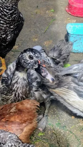 Vendo lindos filhotes de patos! 