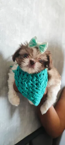 Vendo filhote de shih Tzu