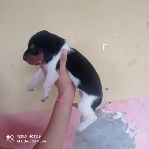 Cachorro americano