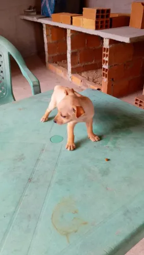 Animal de estimação