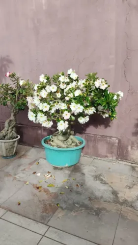 Rosa do Deserto com mais de 11 anos | Planta adulta e muito florida