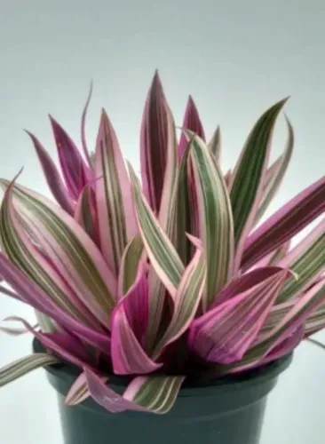 Mudas de planta abacaxi roxo