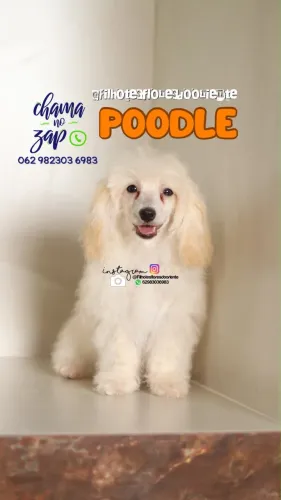 Poodle macho Insta gram @filhotesfloresdooriente