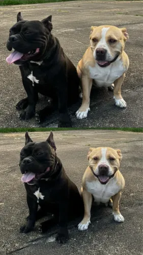 American Bully 