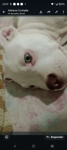 Vendo casal de Pit monster 2 meses vacinados e vermífugados