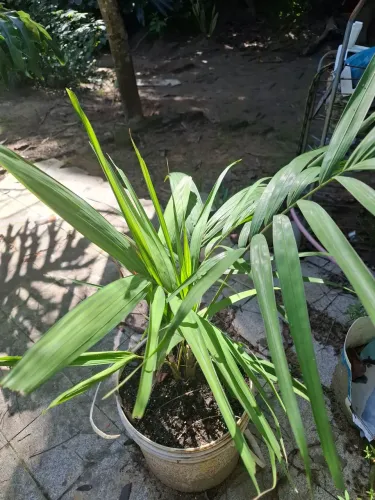 Muda de Palmeira rafia