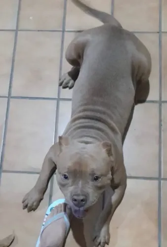 american bully pocket com staffordshire bull terrier