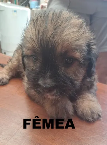 Doam-se lindos de câes, 40 dias, mãe  mestiça raça Basse e  pai  raça Shiatsu de Apucarana