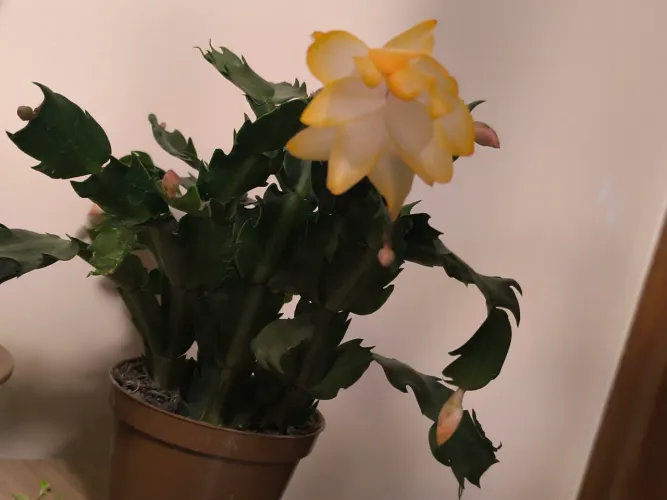 RARA Planta flor de maio com flores amarelas e degradê branco cacto 