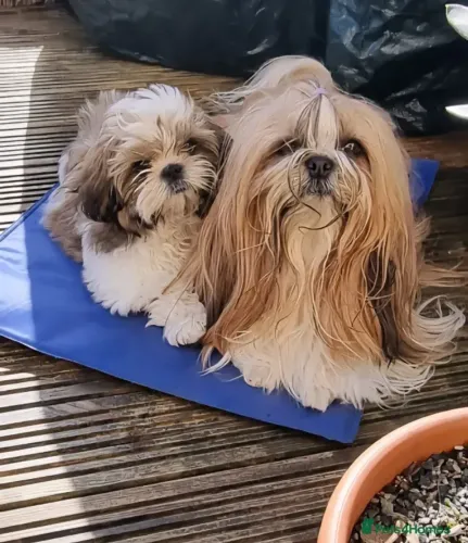 Filhotinhos legítimos Shih Tzu/ Shitzu de pelagem lisa macho e fêmea com garantias SP