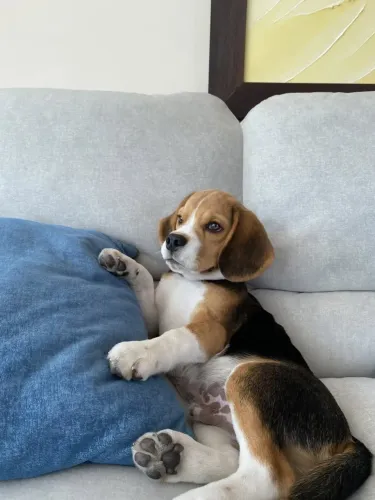 Beagle Doguinho que pode ser uma ótima surpresa para quem está pesquisando