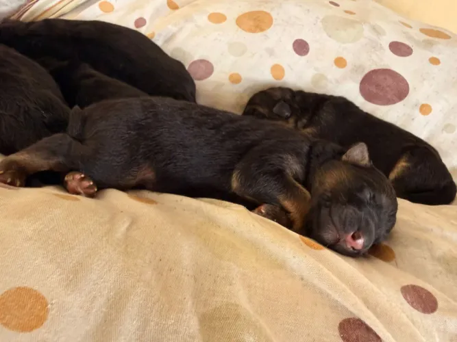 Filhote pastor alemão 